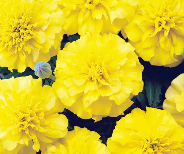 Bonanza Yellow, Studentenblume