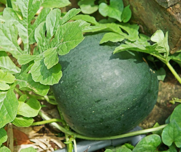 Lantha F1 Wassermelone