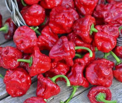Jamaican Hot Red Chili