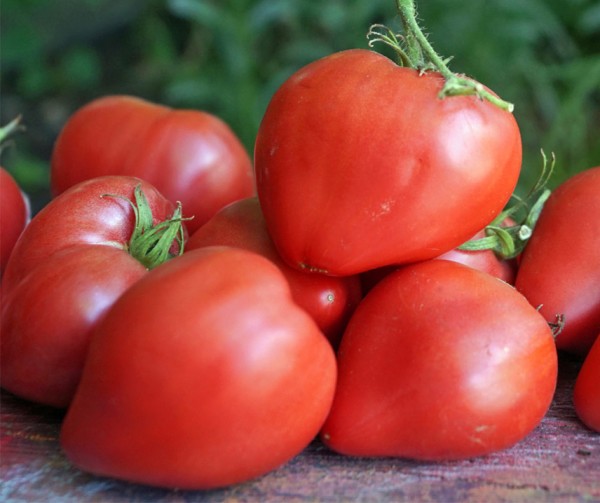 Tomate Ochsenherz, Cuor di bue
