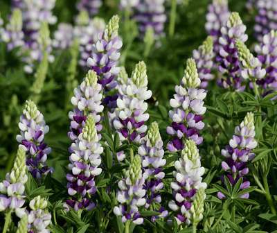 Lupine Avalune Lilac-White