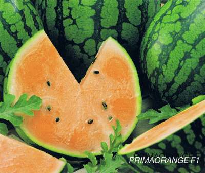 Primaorange F1 Wassermelone