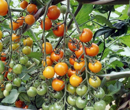 Tomate Sungold F1