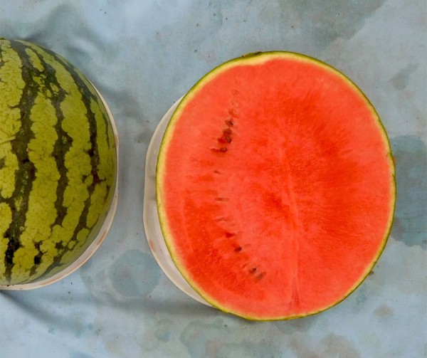 Tigrimini F1 - Wassermelone