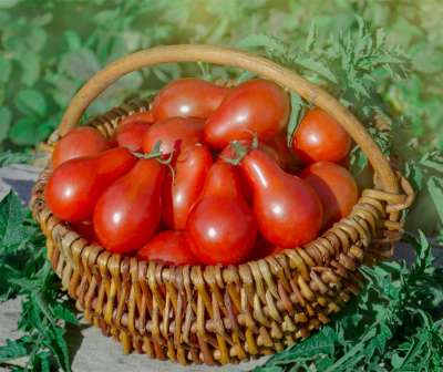 Tomate Radana - Red Pearshaped