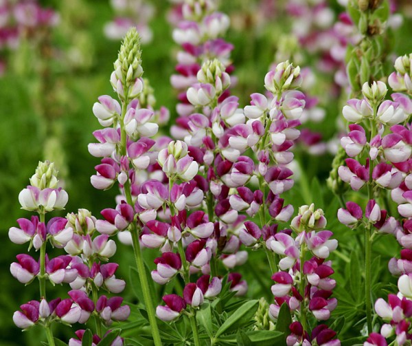 Lupine Avalune Red-White