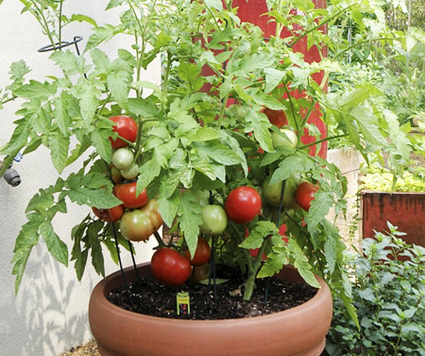 Tomate Rotkäppchen