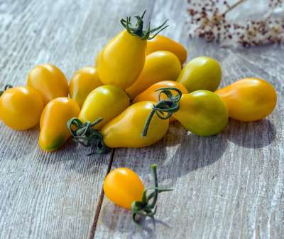 Tomate Perun - Yellow Pearshaped