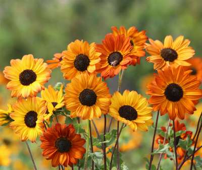Sonnenblume Soluna Bronce