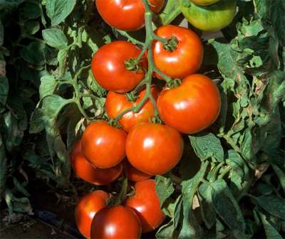 Tomate Pyros PhR F1