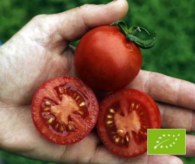 Tomate Resibella PhR BIO